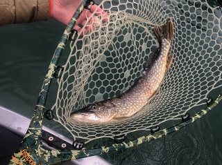 pike