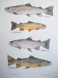 fish-art