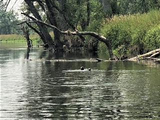 otter
