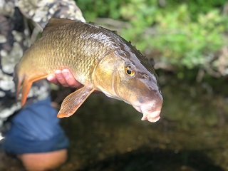 Redhorse