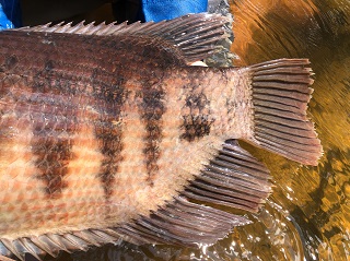 jungle-fish