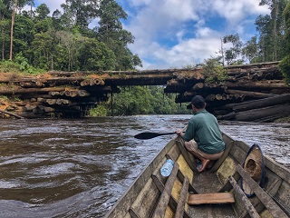 rainforest