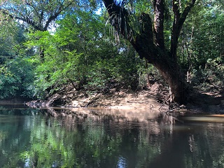 red-kaloi