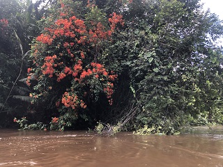 Borneo