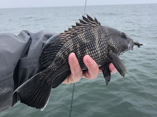 black-seabass