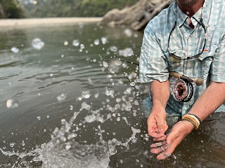 mahseer
