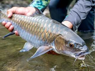 chocolate-mahseer