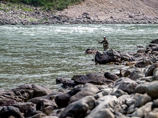 Currier-mahseer