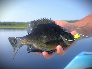 bluegill