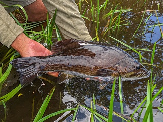 smallmouth-bass