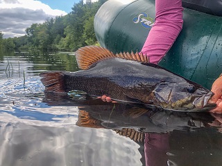 smallmouth-bass