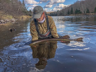 muskellunge