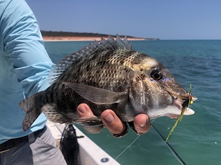 grass-emperor-fish
