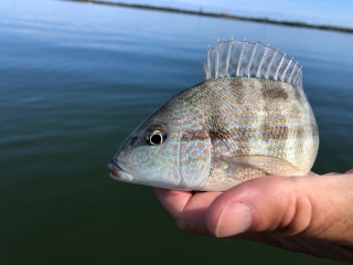 pigfish