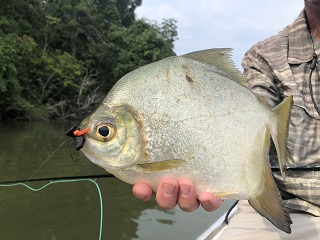 flyfishing-pacu