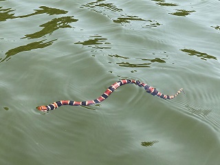 false-coral-snake