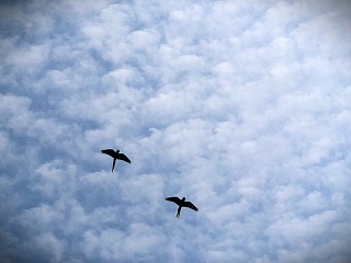 macaws