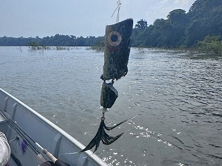 piranha-flies