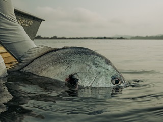 South- American-Silver-Croaker