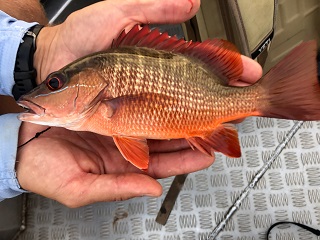 gorean-snapper