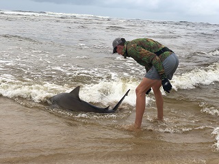 bull-shark