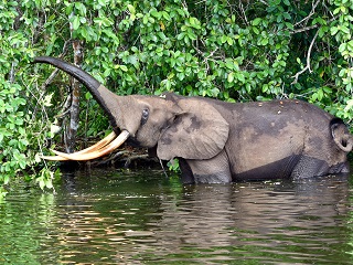 forest-elephant