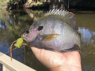 bluegill