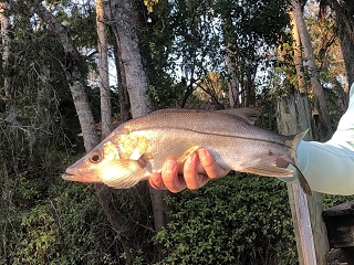 swordspine-snook