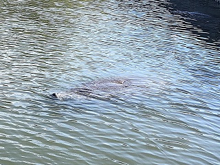 Manatee