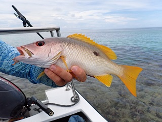 Russells-Snapper