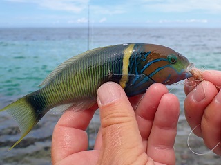 goldbar-wrasse