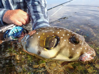 white-spotted-pufferfish