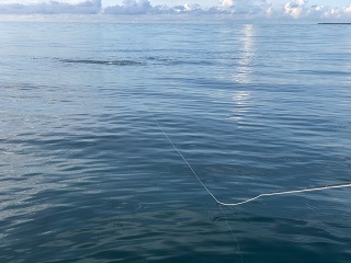 milkfish