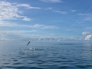 milkfish