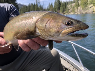 bull-trout