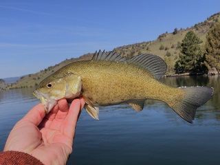 flyfishing-Oregon