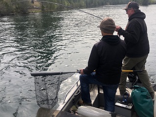 bull-trout