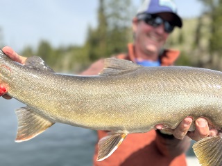 bull-trout-Currier