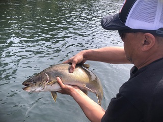 bull-trout-Meeks