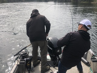 bull-trout
