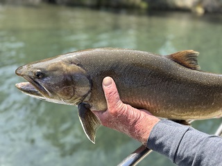 bull-trout