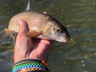 mountain-whitefish