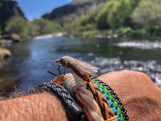 salmon-fly