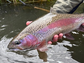 redband-rainbow-trout