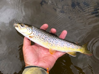 Wisconsin-brown-trout