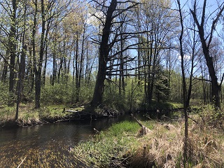 Wisconsin-trout-streams