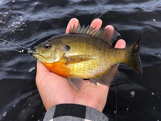 bluegill