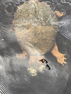 snapping-turtle