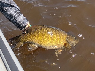 smallmouth-bass