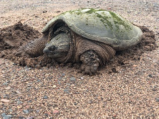 snapping-turtle